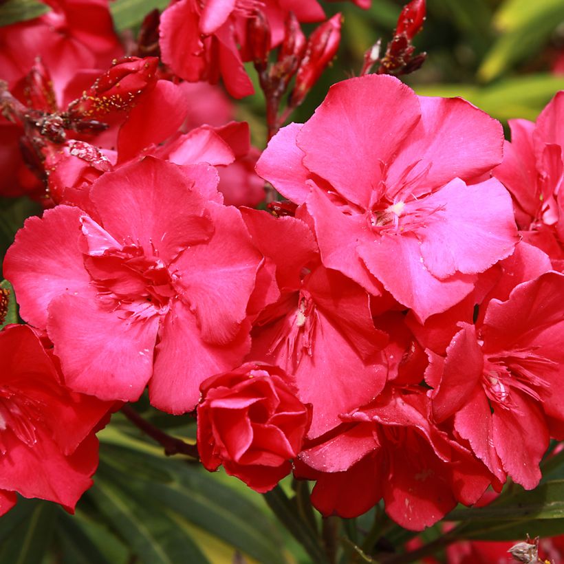 Laurier rose - Nerium oleander Rouge Double (Floraison)