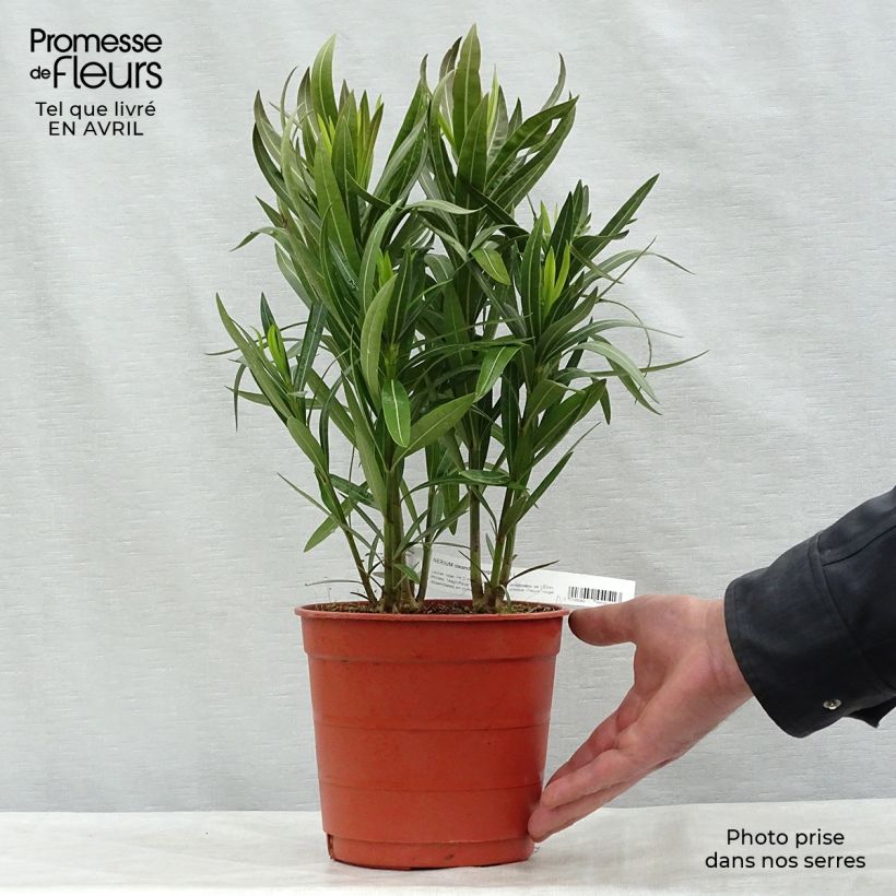 Spécimen de Laurier rose - Nerium oleander Rouge Simple Pot de 2L/3L, Buisson, Touffe tel que livré au printemps