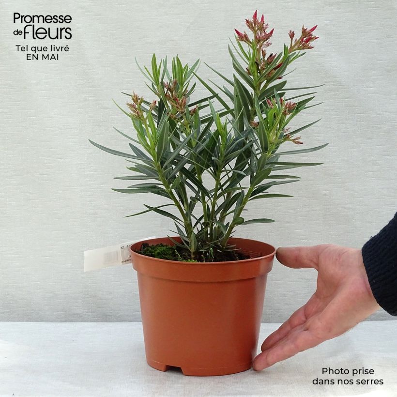 Spécimen de Laurier rose - Nerium oleander Saumon Pot de 2L/3L, Buisson, Touffe tel que livré au printemps