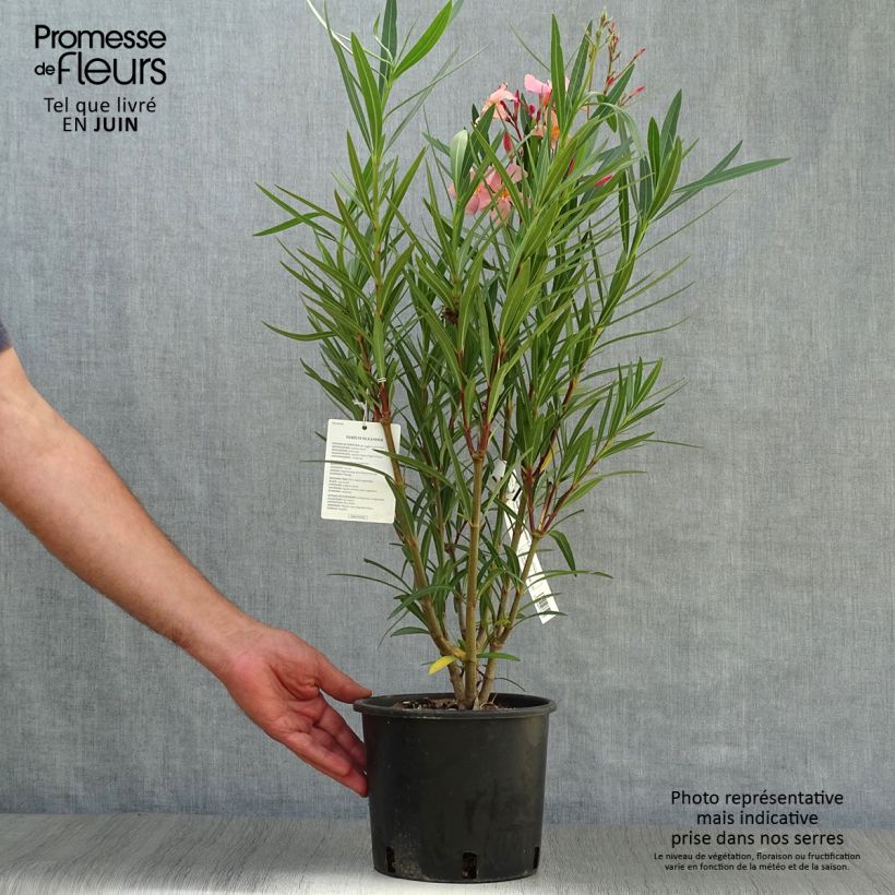 Spécimen de Laurier rose - Nerium oleander Saumon Pot de 2L/3L, Buisson, Touffe tel que livré en été