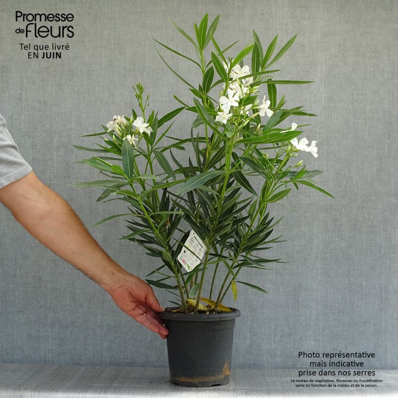 Spécimen de Laurier rose Soeur Agnes - Nerium oleander Pot de 3L/4L, Buisson, Touffe tel que livré en été