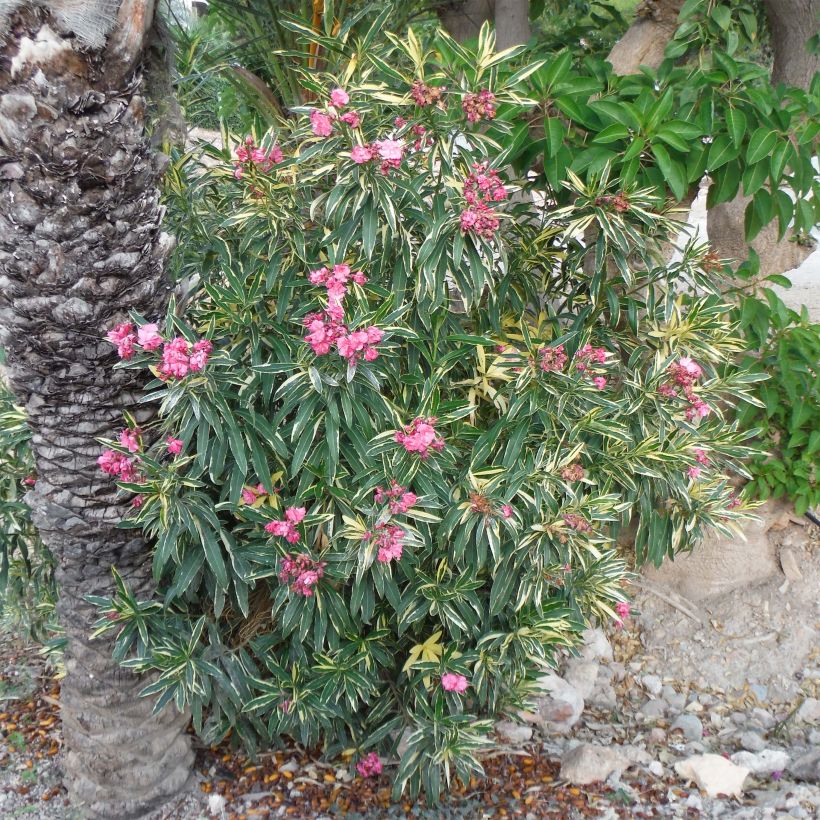 Laurier rose Variegata - Nerium oleander (Plant habit)