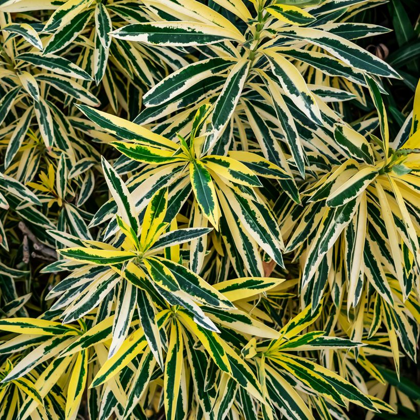 Laurier rose Variegata - Nerium oleander (Foliage)