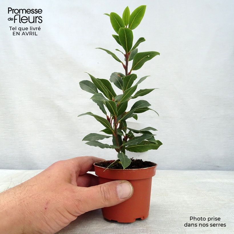 Spécimen de Laurier sauce - Laurus nobilis  Pot de 10 cm/11cm tel que livré au printemps