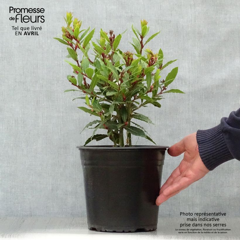 Example of Laurus nobilis Little Ragu - Laurier-Sauce Pot de 4L/5L as you get in printemps