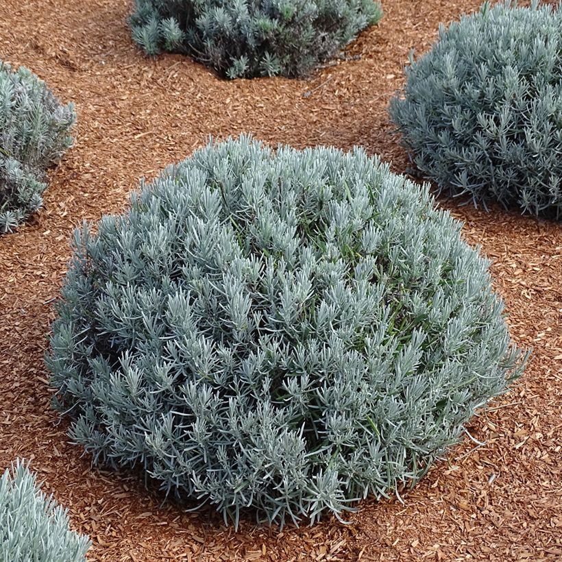 Lavande intermedia Phenomenal (Niko) - Lavandin (Port)