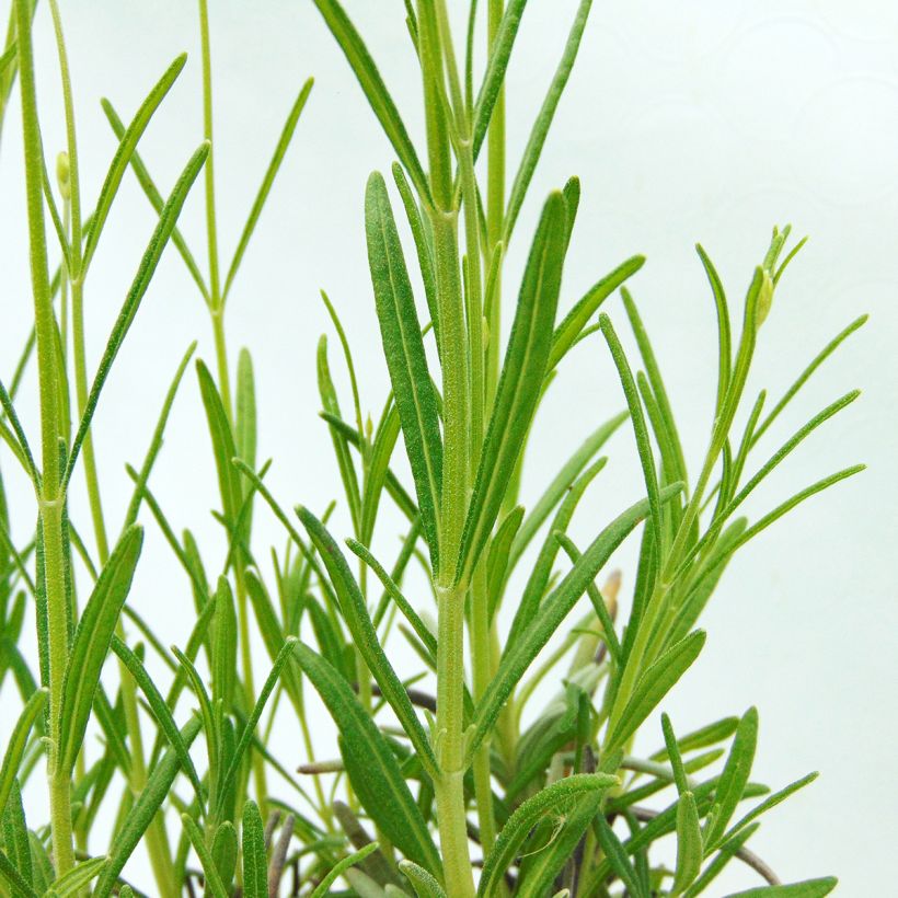 Lavande Vraie - Lavandula officinalis (Foliage)