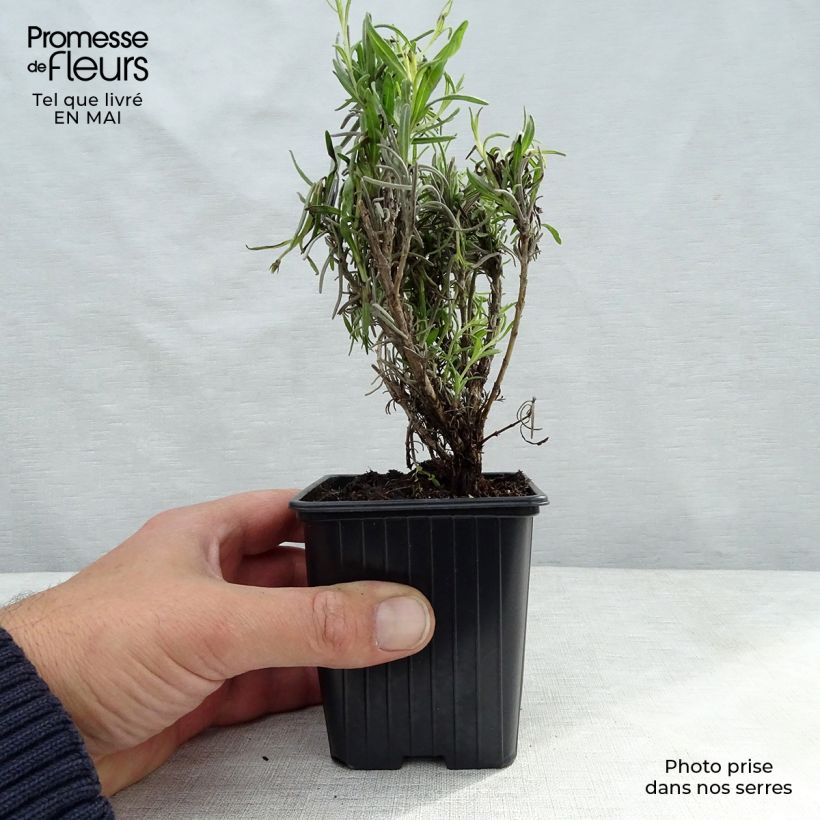 Example of Lavande Vraie - Lavandula officinalis Godet de 7/8 cm as you get in printemps