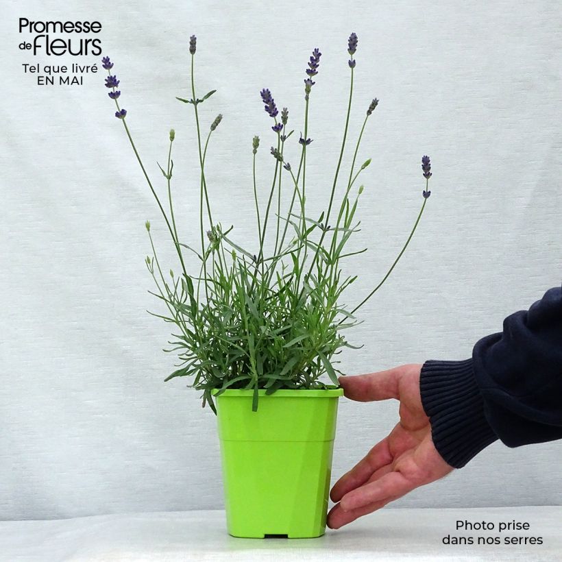 Example of Lavande angustifolia Bleu de Gien Pot de 1L/1,5L as you get in printemps