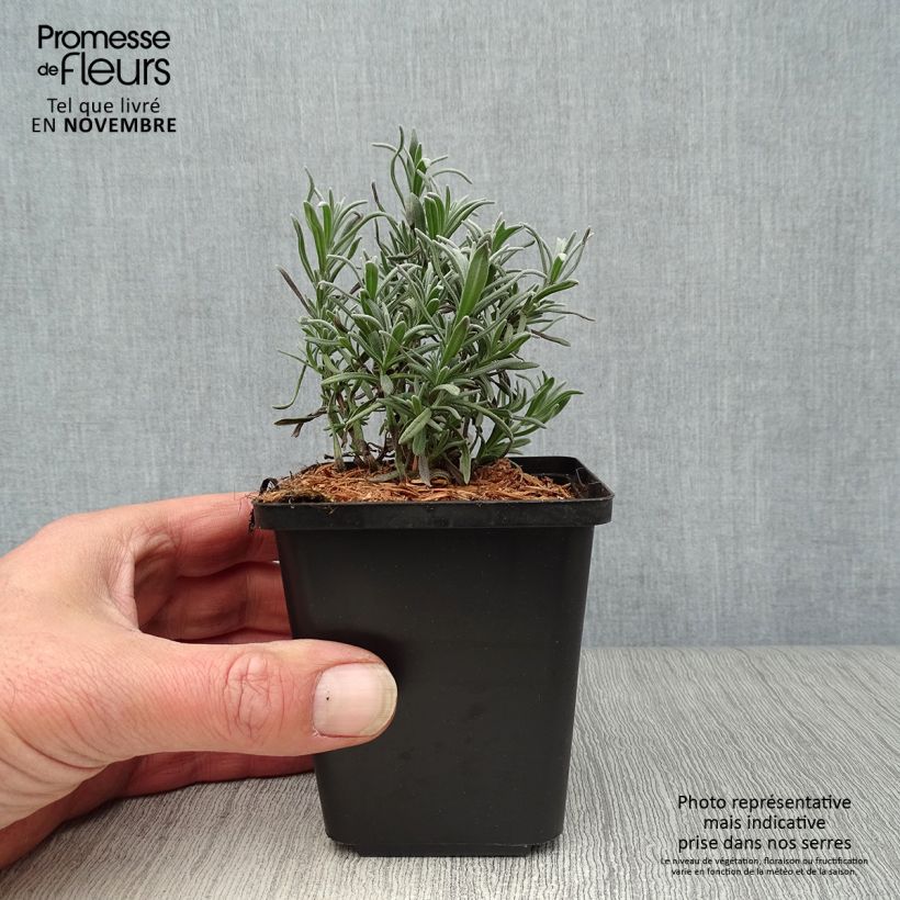 Spécimen de Lavande angustifolia Munstead Godet de 8/9 cm tel que livré en automne