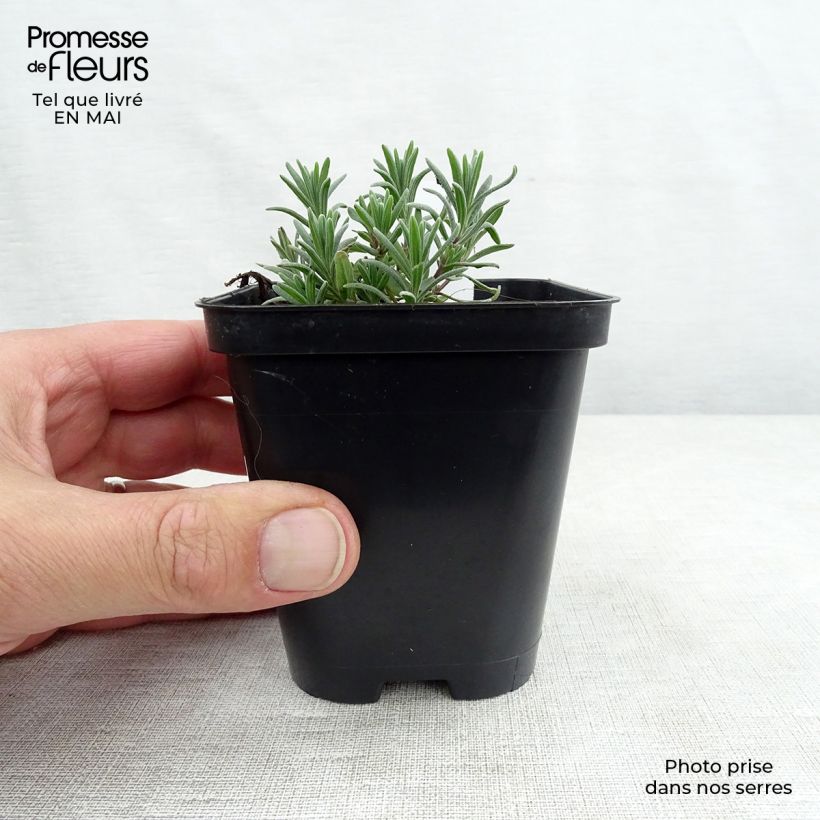 Spécimen de Lavande angustifolia Munstead Godet de 8/9 cm tel que livré au printemps