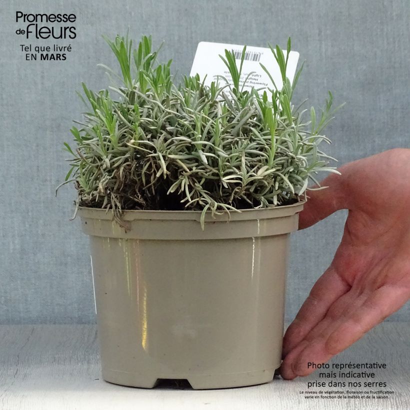 Example of Lavande intermedia Edelweiss - Lavandin Pot de 1,5L/2L as you get in printemps