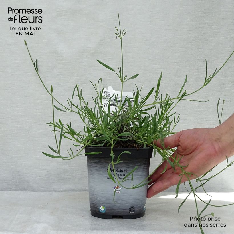 Example of Lavande intermedia Grosso - Lavandin Pot de 2L/3L as you get in printemps