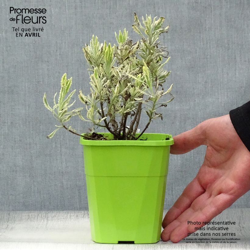 Example of Lavande hybride Meerlo - Lavandula allardii Pot de 1,5L/2L as you get in printemps