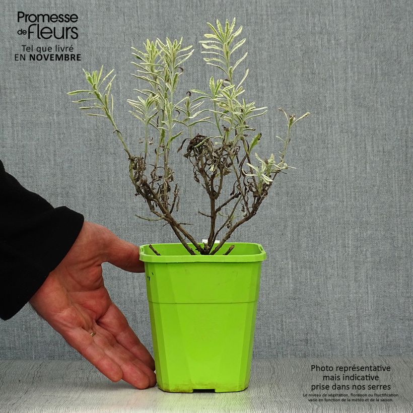 Spécimen de Lavande hybride Meerlo - Lavandula allardii Pot de 3L/4L tel que livré en automne