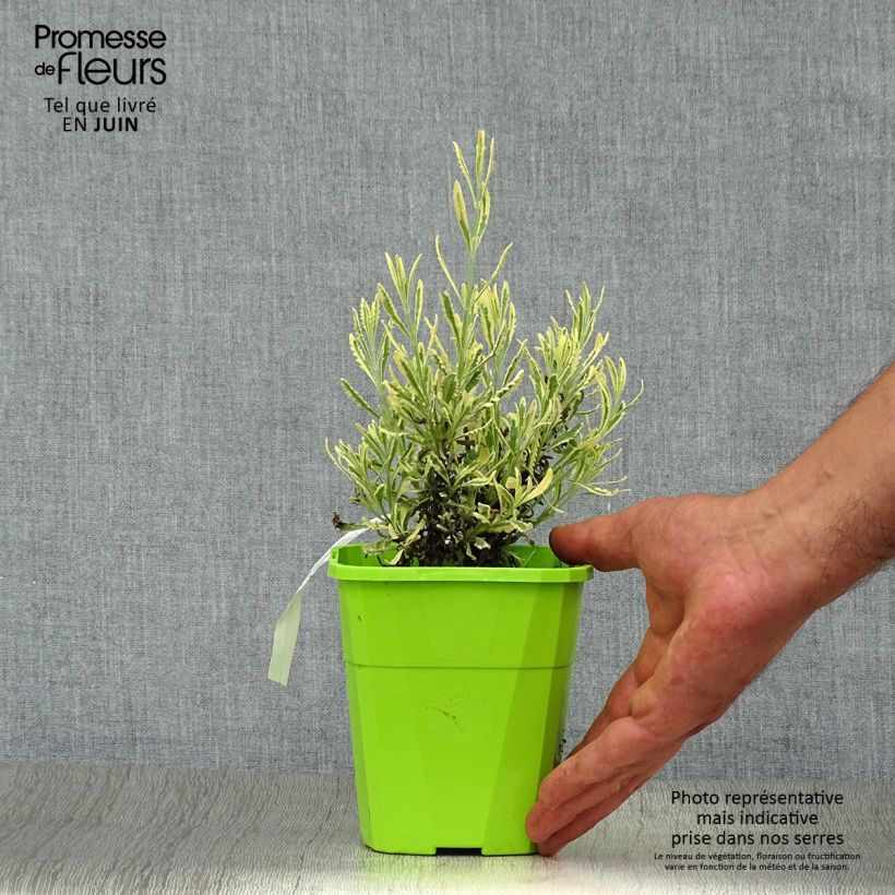 Spécimen de Lavande hybride Meerlo - Lavandula allardii Pot de 1,5L/2L tel que livré en été
