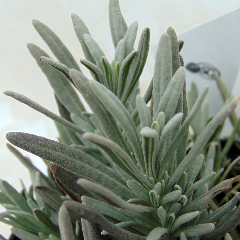 Lavande intermedia Edelweiss - Lavandin (Foliage)