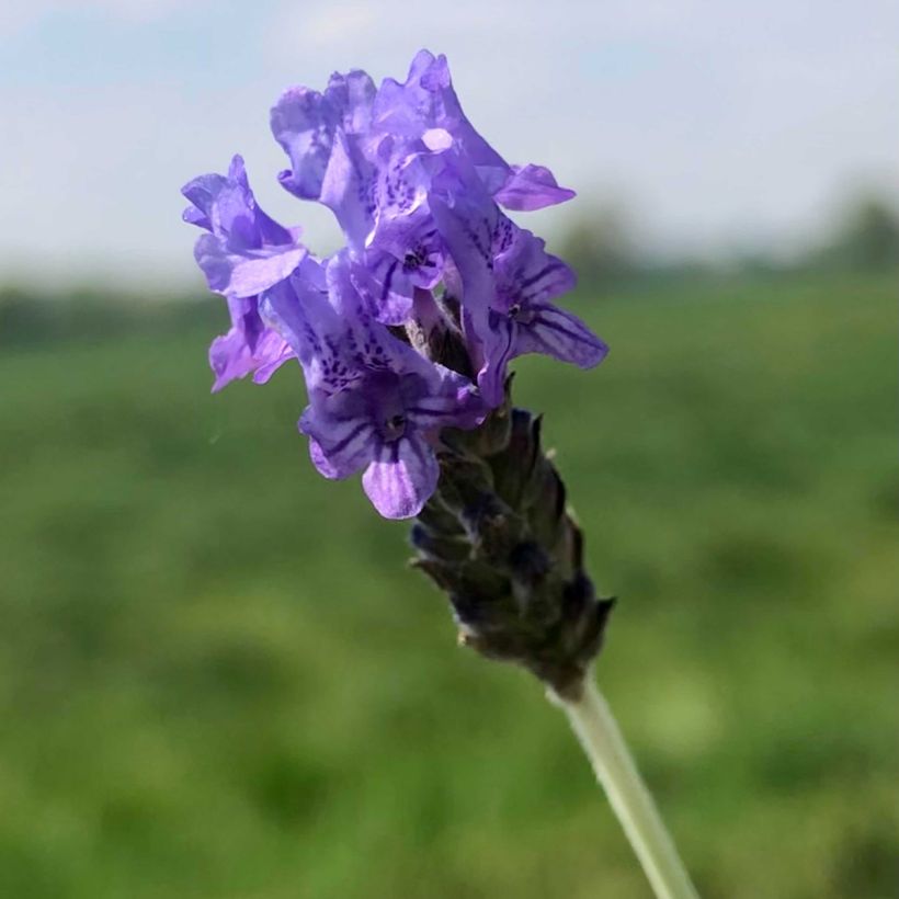 Lavandula pinnata var. pinnata - Lavande pennée de Canaries (Floraison)
