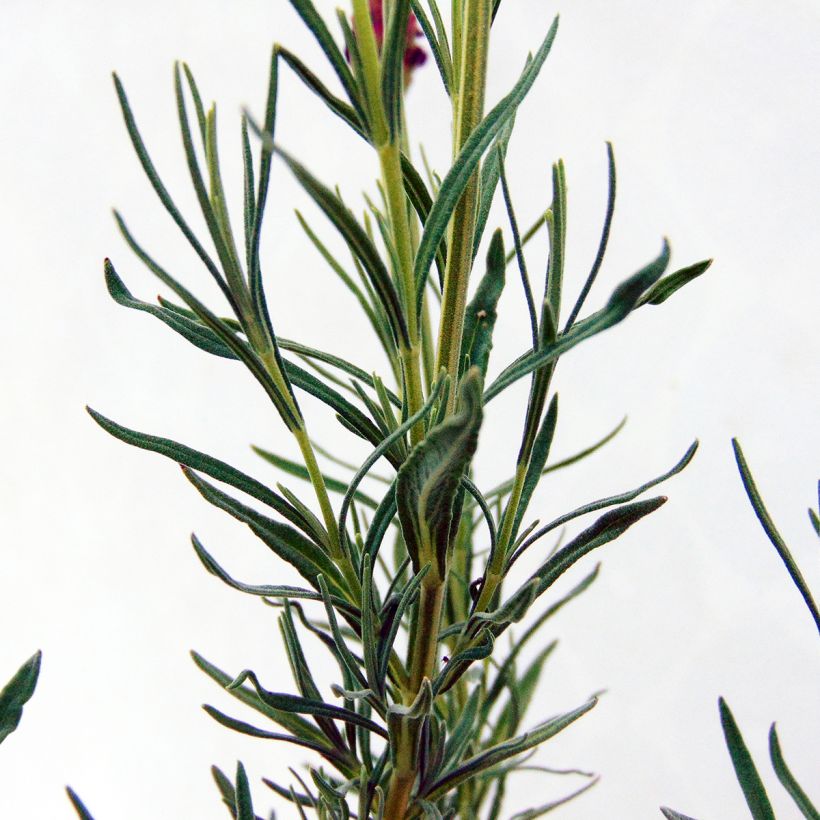 Lavande papillon - Lavandula stoechas (Foliage)