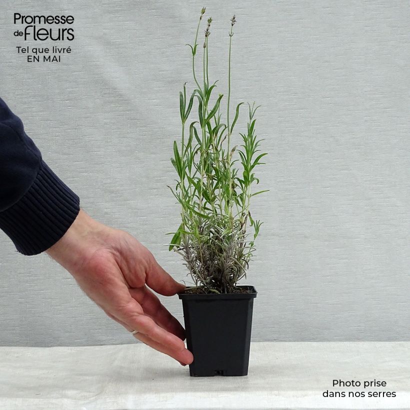 Spécimen de Lavande vraie - Lavandula angustifolia Dwarf Blue Godet de 8/9 cm tel que livré au printemps