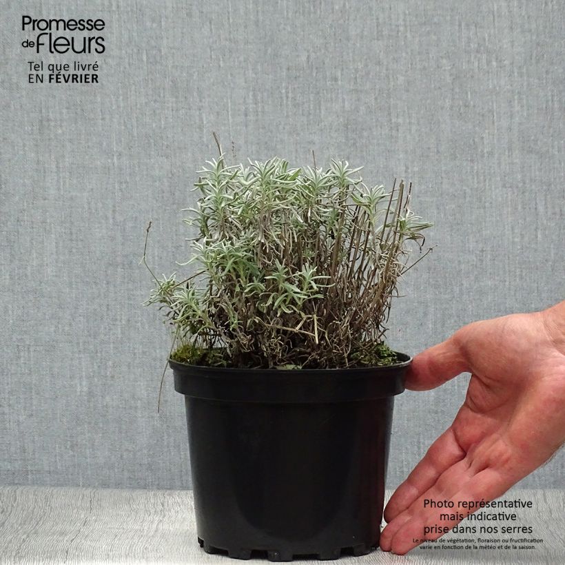 Spécimen de Lavande vraie - Lavandula angustifolia Hidcote Pot de 1,5L/2L tel que livré en automne