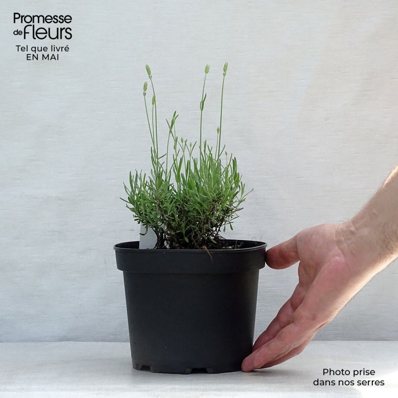 Spécimen de Lavande vraie - Lavandula angustifolia Hidcote Pot de 1,5L/2L tel que livré au printemps