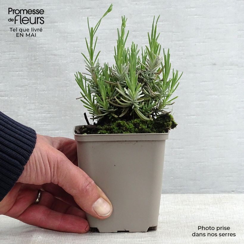 Spécimen de Lavande vraie - Lavandula angustifolia Hidcote Godet de 7/8 cm tel que livré au printemps