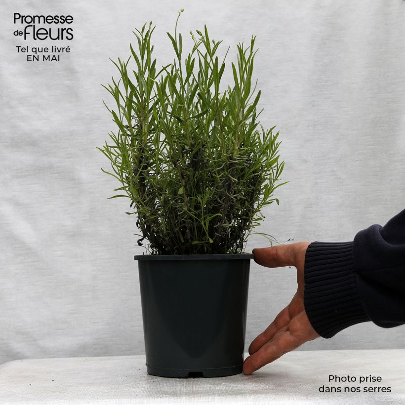 Example of Lavande vraie - Lavandula angustifolia Rosea Pot de 2L/3L as you get in printemps