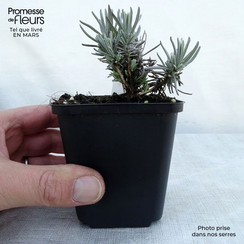 Example of Lavande vraie Siesta - Lavandula angustifolia Siesta Godet de 8/9 cm as you get in printemps