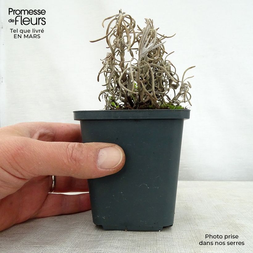 Example of Lavande intermedia Walburton's Silver Edge - Lavandin Godet de 8/9 cm as you get in printemps