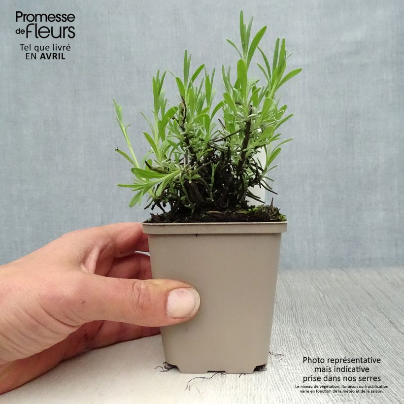 Spécimen de Lavandula angustifolia Essence Purple - Lavande vraie Godet de 8/9 cm tel que livré au printemps