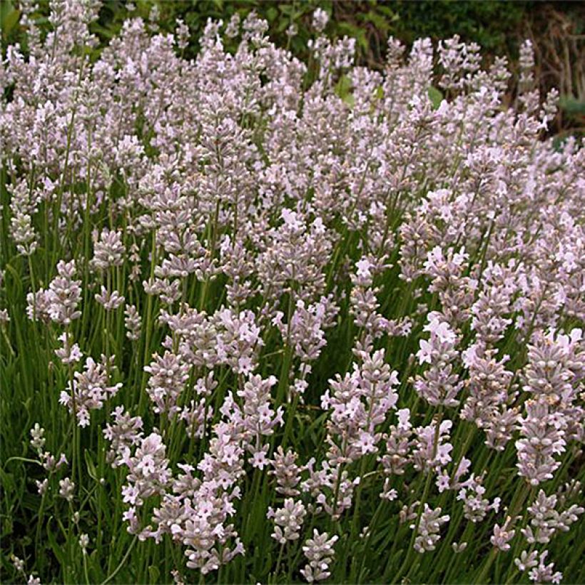 Lavande vraie - Lavandula angustifolia Rosea (Plant habit)
