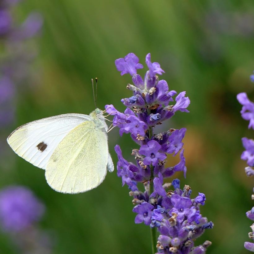 Lavande vraie Siesta - Lavandula angustifolia Siesta (Flowering)