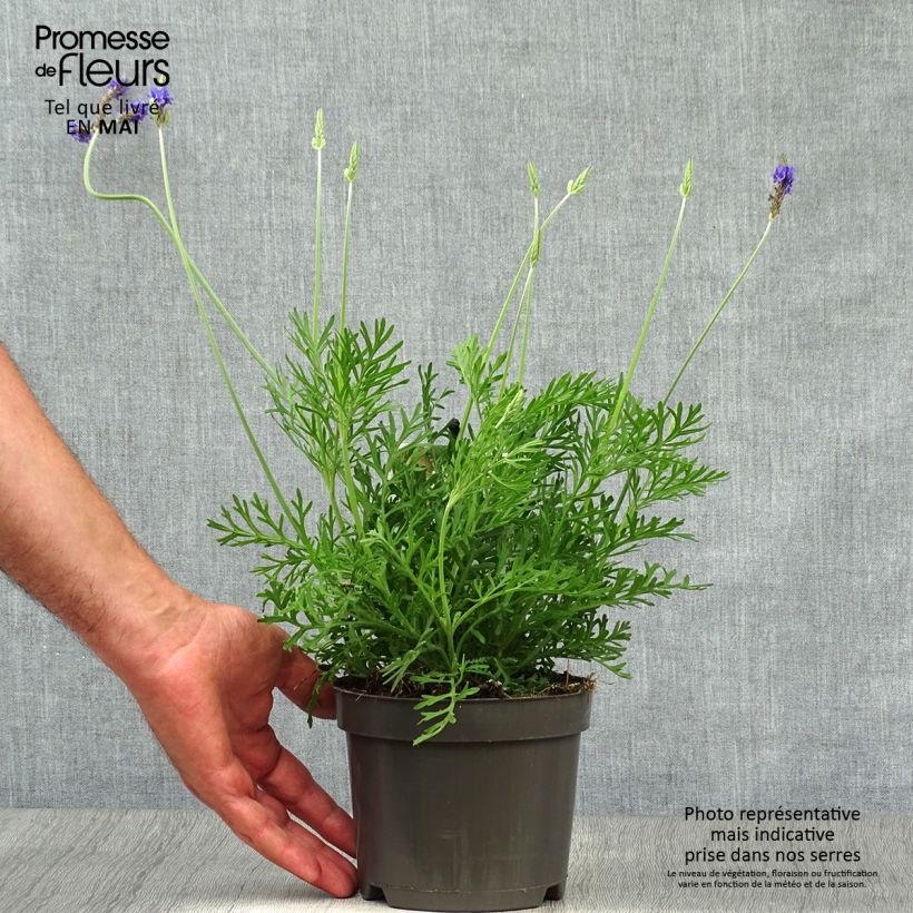 Spécimen de Lavandula pinnata var. pinnata - Lavande pennée de Canaries Pot de 1,5L/2L tel que livré au printemps