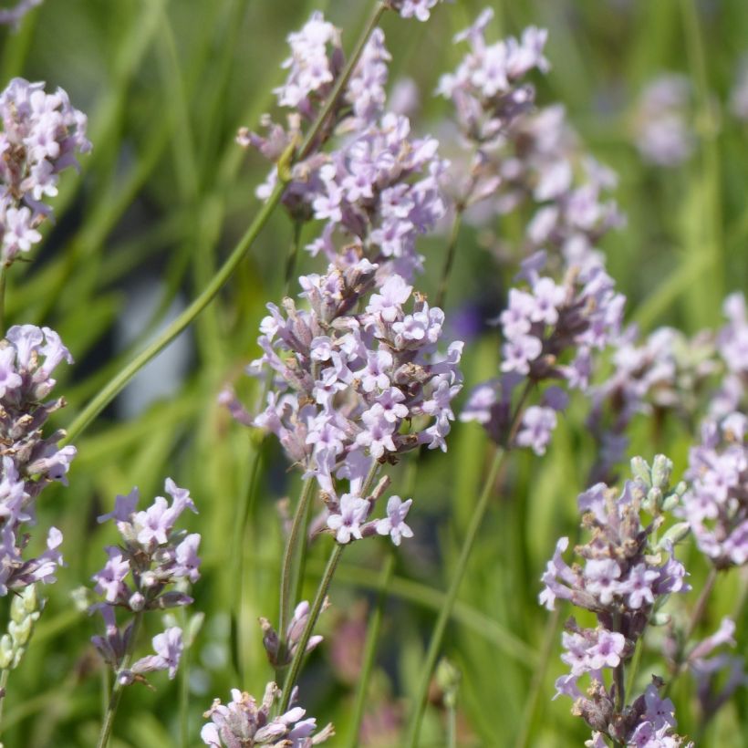 Lavande vraie - Lavandula angustifolia Rosea (Floraison)