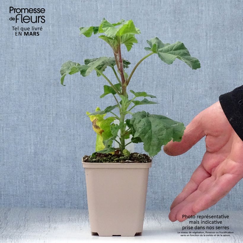 Spécimen de Lavatera Blue Bird - Lavatère arbustive  Godet de 8/9 cm tel que livré au printemps