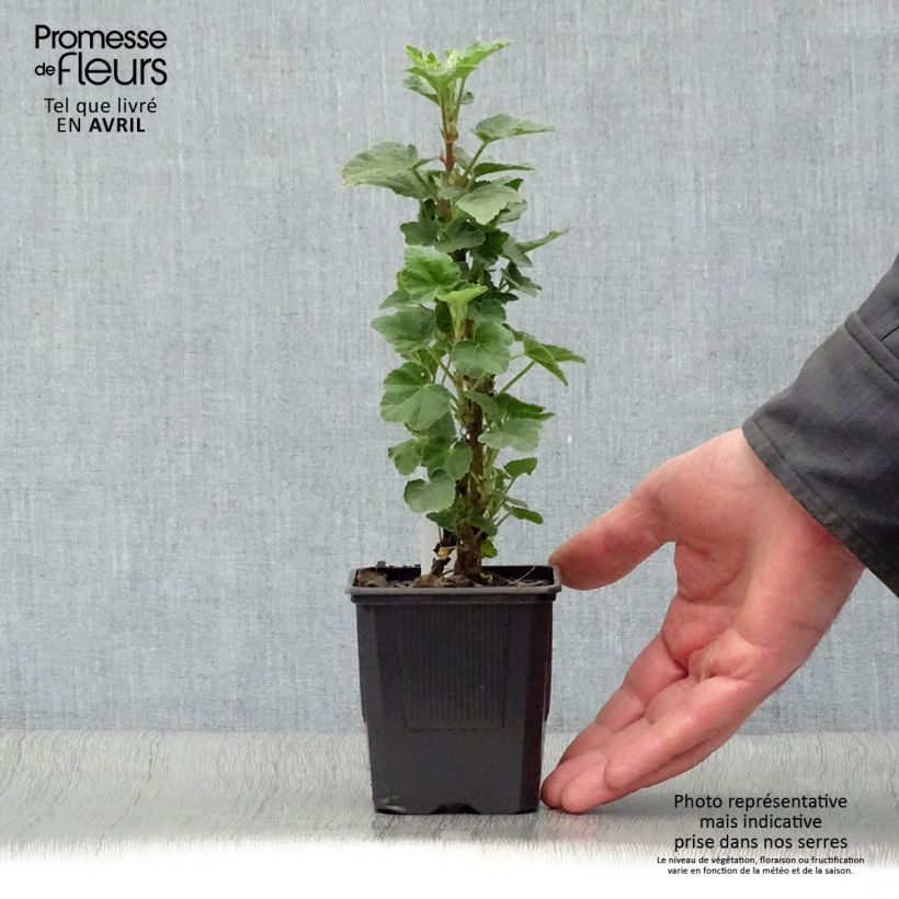 Spécimen de Lavatère Barnsley - Lavatera thuringiaca  Godet de 8/9 cm tel que livré au printemps