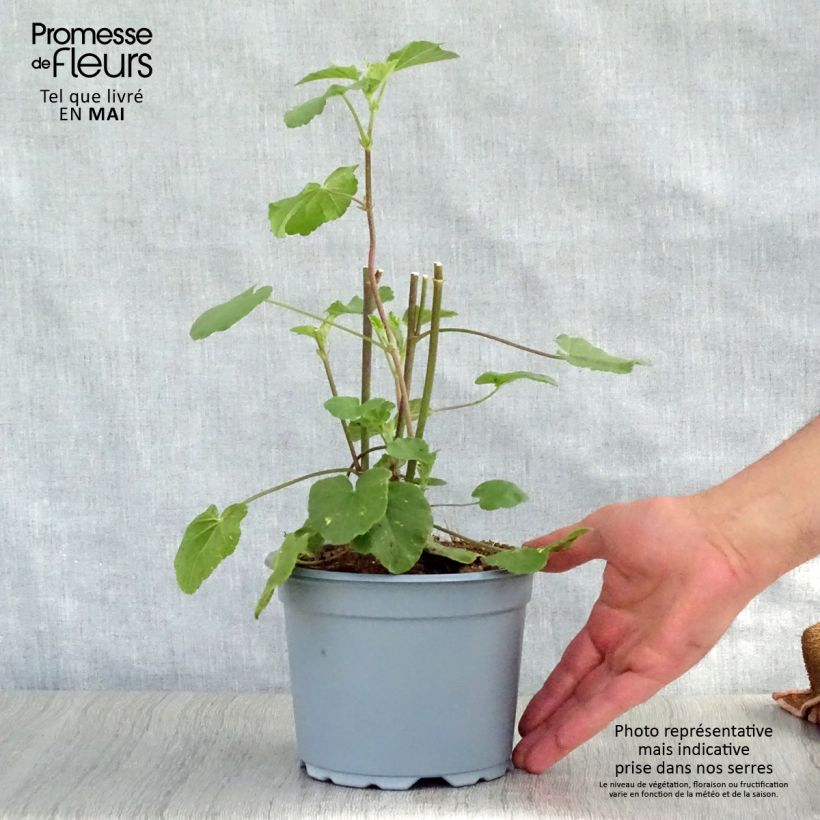 Spécimen de Lavatère Barnsley - Lavatera thuringiaca  Pot de 2L/3L tel que livré au printemps