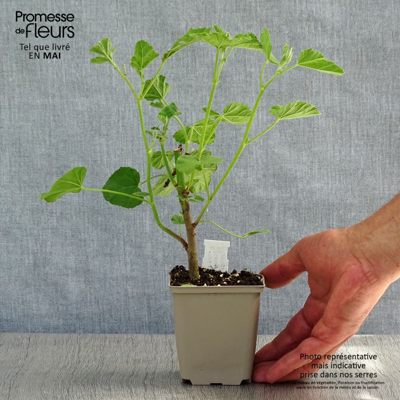 Example of Lavatère - Lavatera Blushing Bride Godet de 8/9 cm as you get in printemps