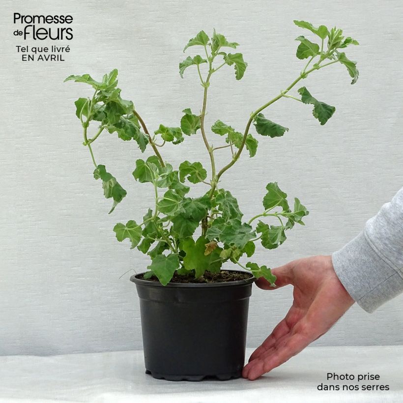 Spécimen de Lavatère - Lavatera Burgundy Wine Pot de 2L/3L tel que livré au printemps