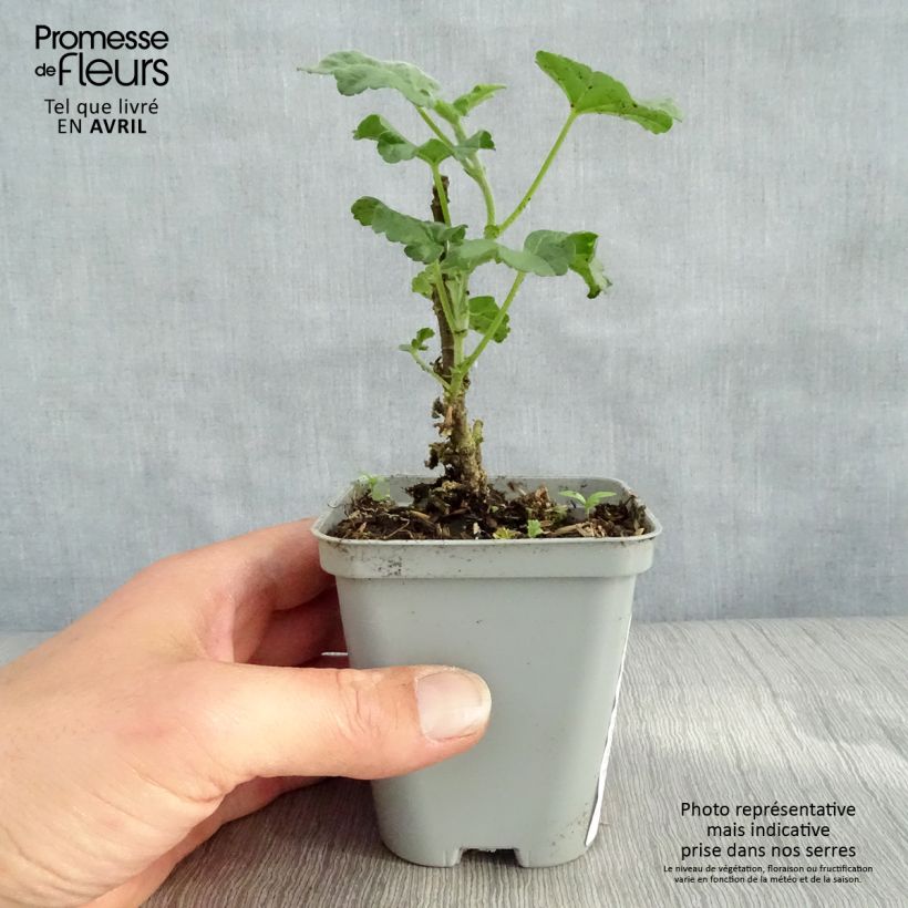 Spécimen de Lavatère - Lavatera Candy Floss Godet de 8/9 cm tel que livré au printemps