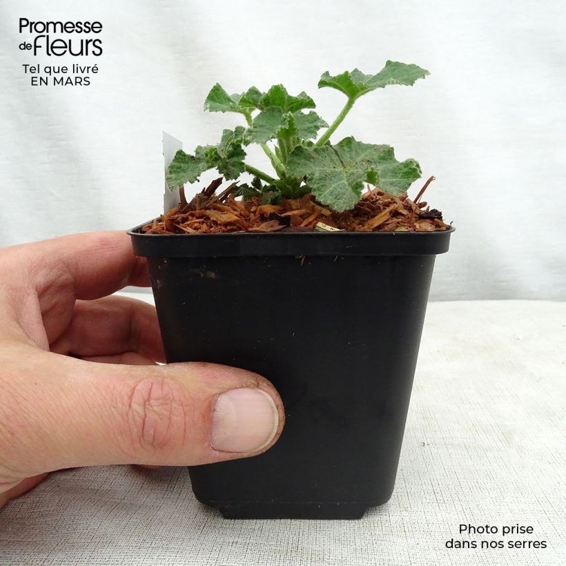 Spécimen de Lavatère - Lavatera White Angel Godet de 8/9 cm tel que livré au printemps