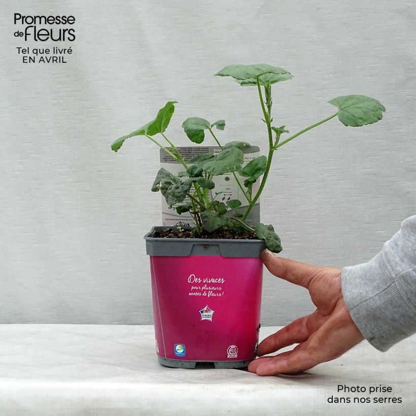 Spécimen de Lavatère d'Hyères - Lavatera olbia Rosea Pot de 2L/3L tel que livré au printemps