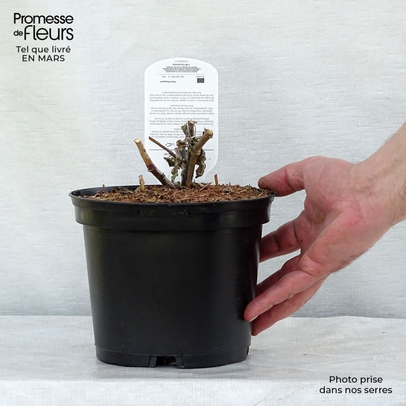 Example of Lavatère thuringiaca Bredon Springs Pot de 2L/3L as you get in printemps