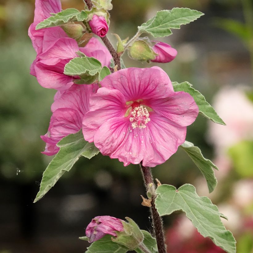 Lavatère thuringiaca Bredon Springs (Floraison)