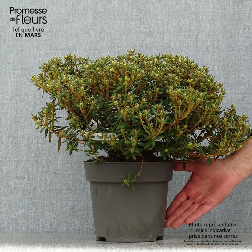 Example of Ledum groendlandicum Helma - Thé du Labrador Pot de 2L/3L as you get in printemps