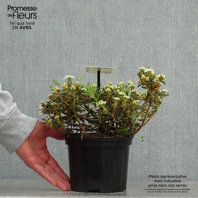 Spécimen de Ledum groenlandicum Compactum - Thé du Labrador Pot de 2L/3L tel que livré au printemps