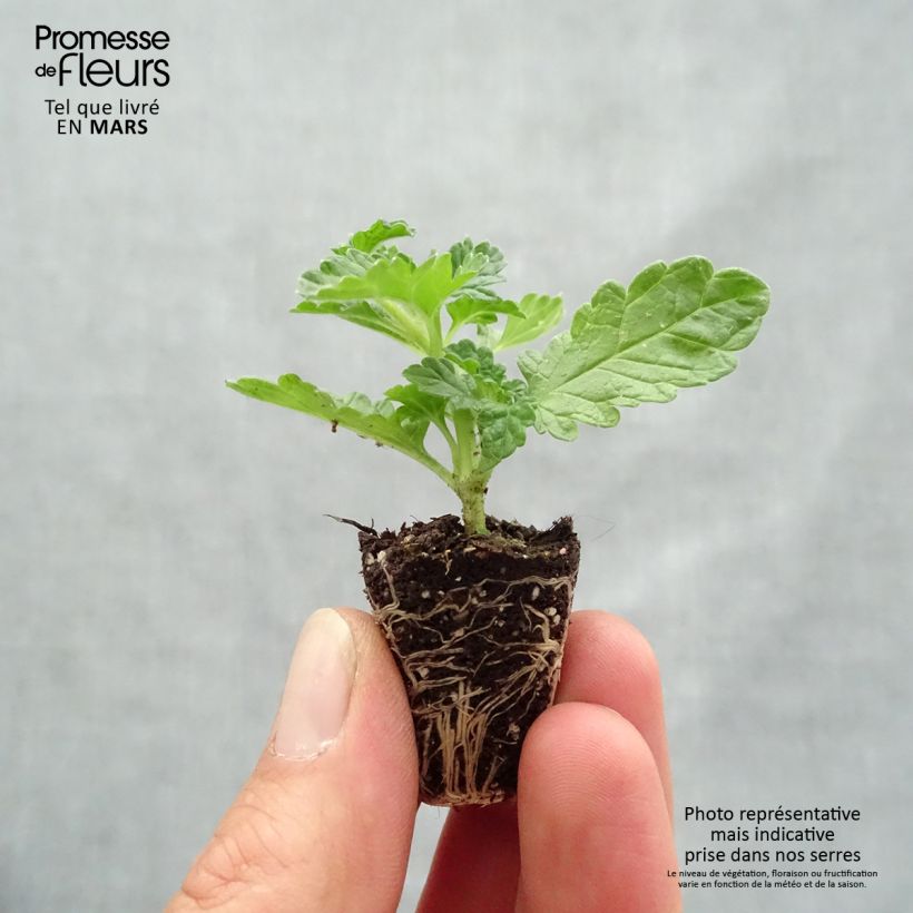 Spécimen de Leonotis leonurus - Queue de lion Mini-motte Ø 3/4 cm tel que livré au printemps