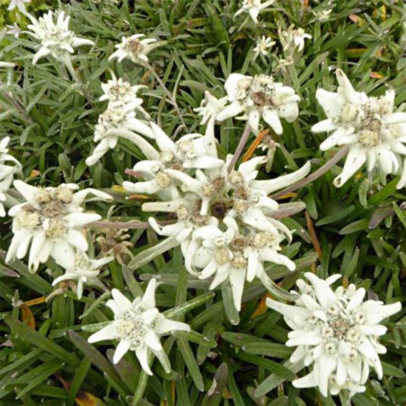 Leontopodium alpinum Mont Blanc - Edelweiss des Alpes (Flowering)
