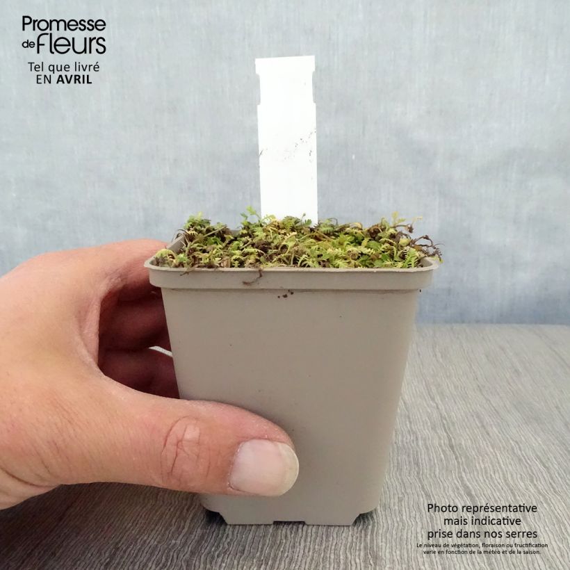 Spécimen de Leptinella dioica Minima - Cotule Godet de 8/9 cm tel que livré au printemps